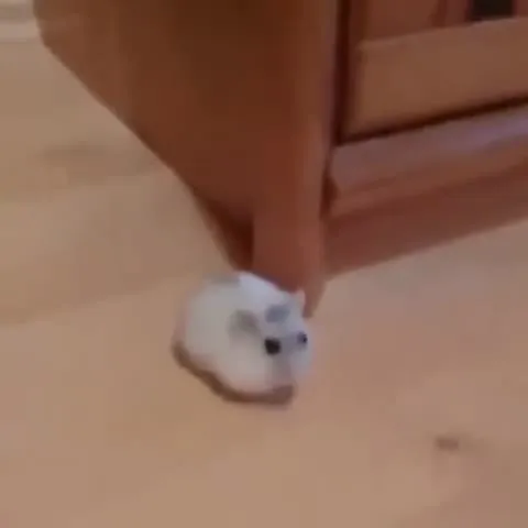 Котёнок под креслом и пердёж