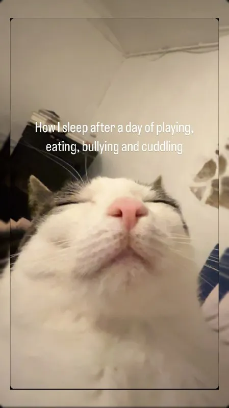 Cat Sleeps After a Perfect Day