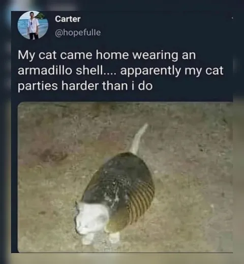 Cat Wearing an Armadillo Shell