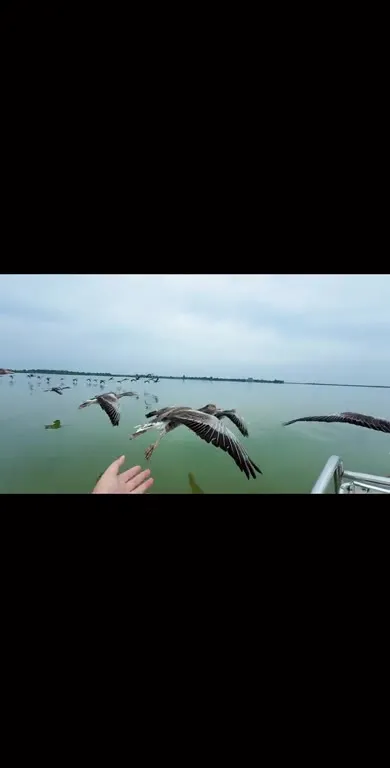 Чайки атакуют лодку