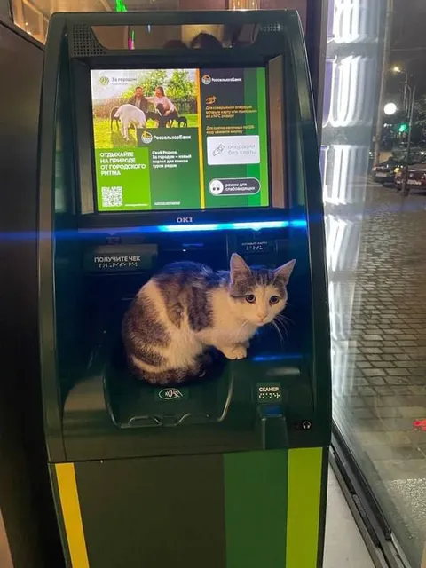 Кот занял банкомат