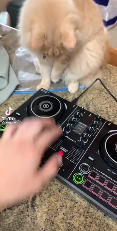 Кот-диджей ставит музыку