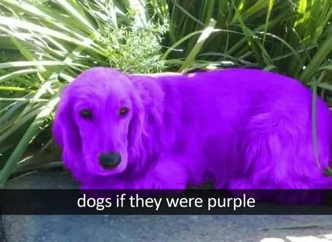 Dogs If They Were Purple