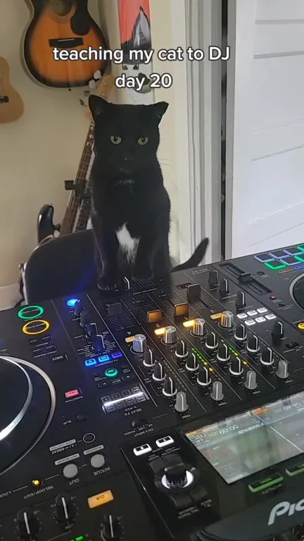 Cat Learns to DJ Day 20