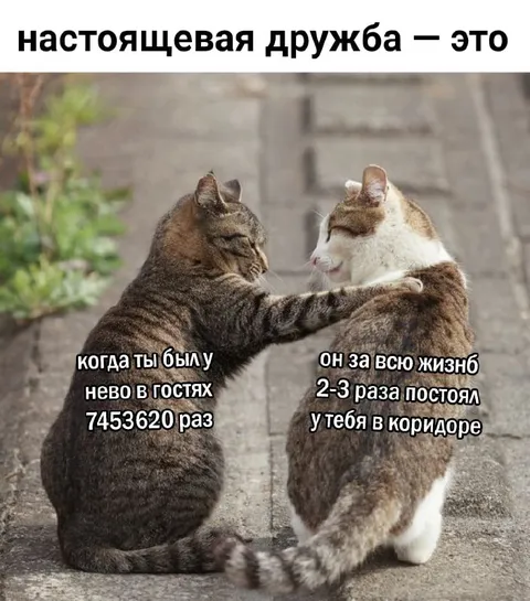 Настоящая дружба между котами