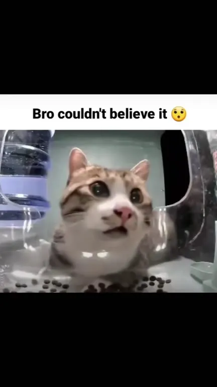 Cat Discovers the Impossible