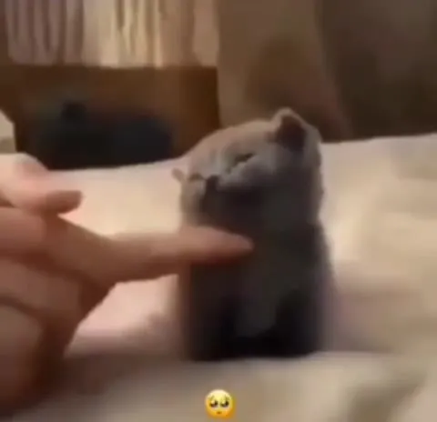 Маленький котик просит ласки