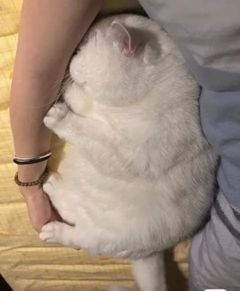 Кот обнимает руку