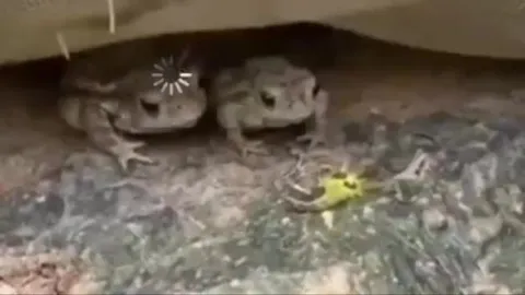 Лягушки и внезапный взрыв