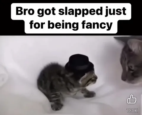 Kitten Got Slapped for Being Fancy