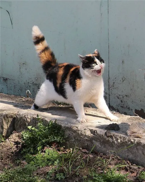 Кошка громко возмущается