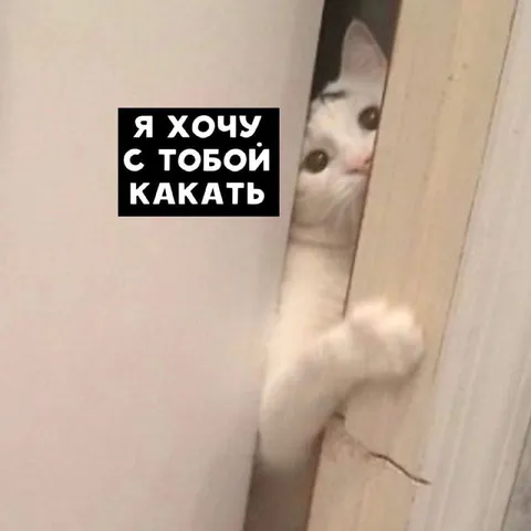 Я хочу с тобой какать