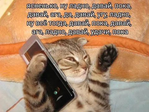 Кот заканчивает разговор