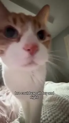 Cat Could Stay Awake All Night