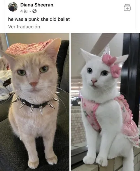 Punk Cat and Ballet Cat