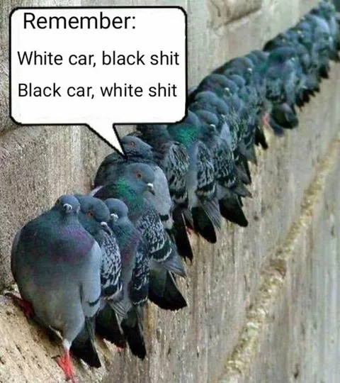 White Car Black Shit