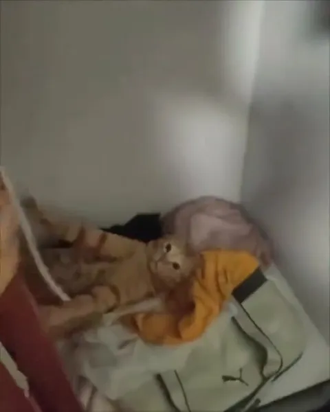 Кот валяется на кровати