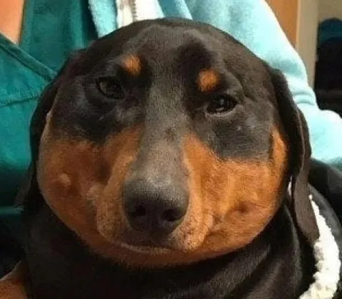 Собака с огромной мордой
