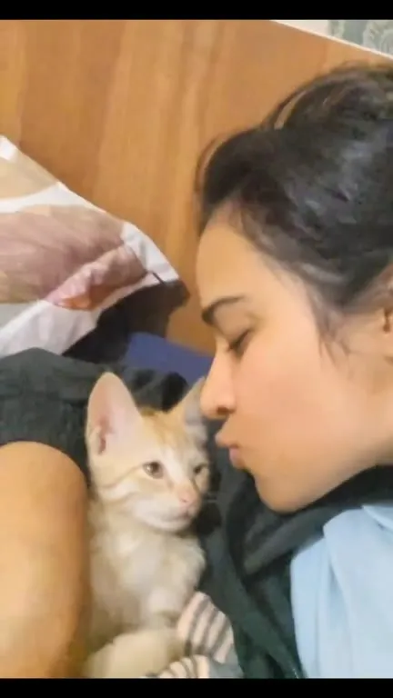 Котёнок уютно мурлычет