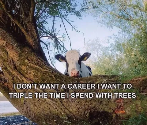 Cow Wants More Time With Trees