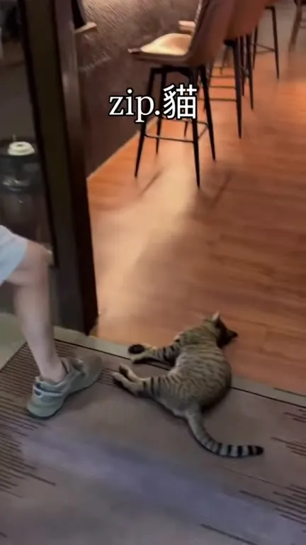 Кот не пускает в кафе