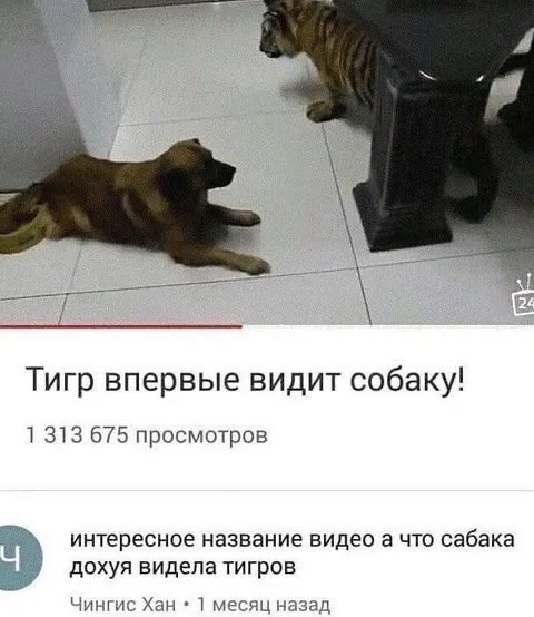 Тигр впервые видит собаку