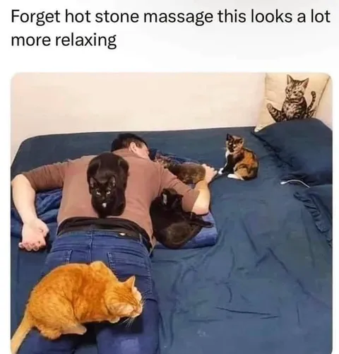 Cat Massage Looks Relaxing
