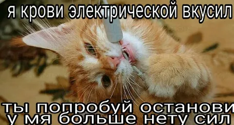 Кот вкусил электричества