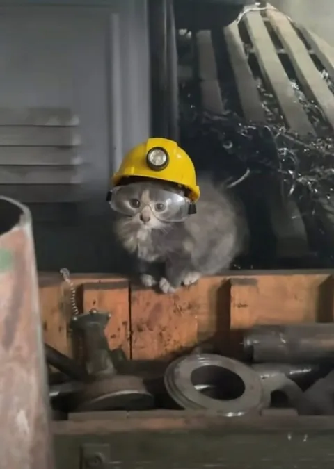 Кот-шахтёр на работе