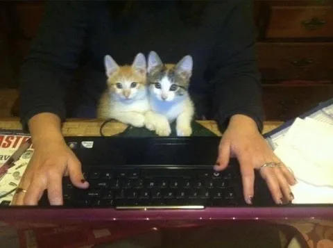 Котята печатают за ноутбуком