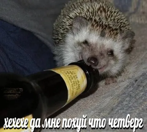 Ёжик пьёт несмотря на четверг