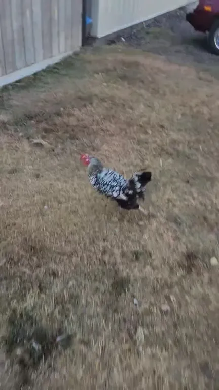 Angry Man Chases Chicken for Eggs