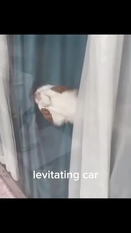 Levitating Car Cat