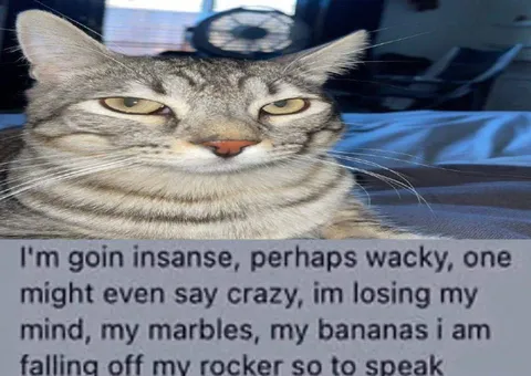 Cat Losing Its Marbles