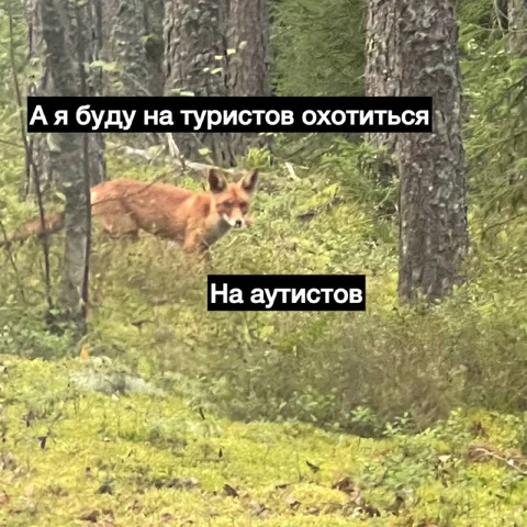 Лиса охотится на туристов