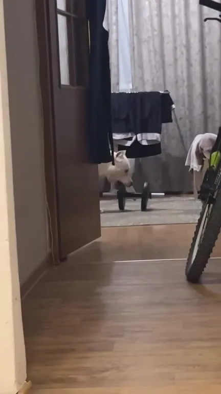 Пёс тащит гантель