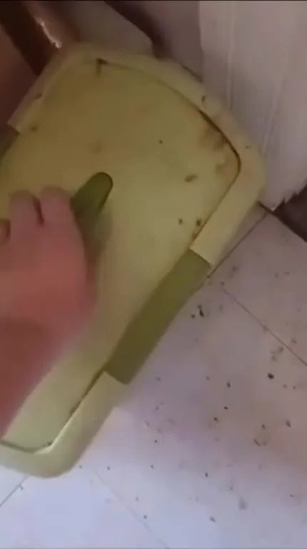 Кот поймал мышь