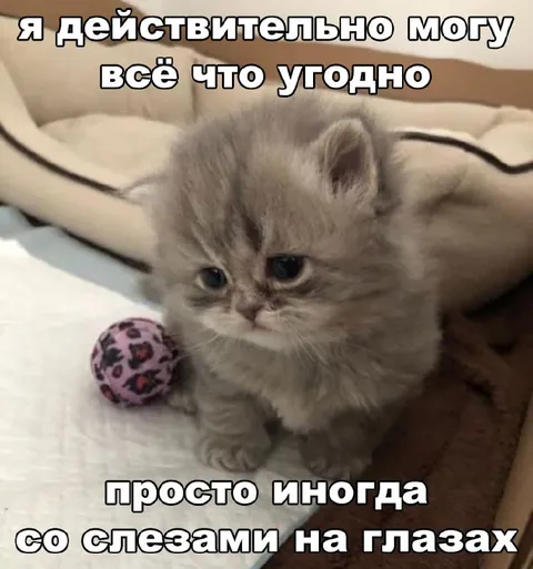 Котёнок может всё, но плачет
