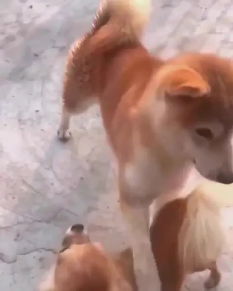 Кричащая собака танцует