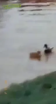 Собака везёт кота по воде