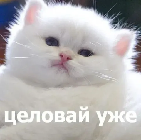 Белый котёнок «Целова́й уже»