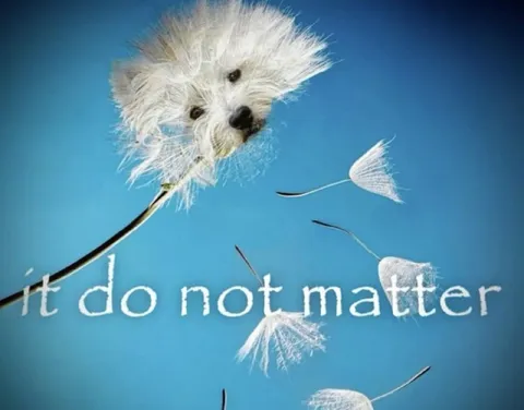 It Do Not Matter Dandelion Dog