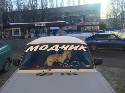 Модник за рулём
