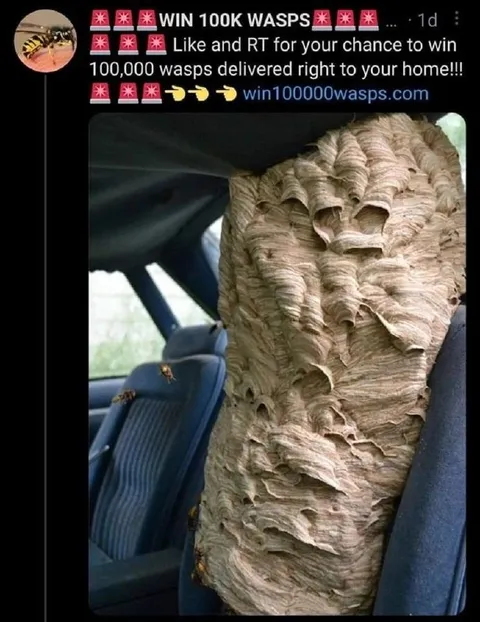 Win 100K Wasps
