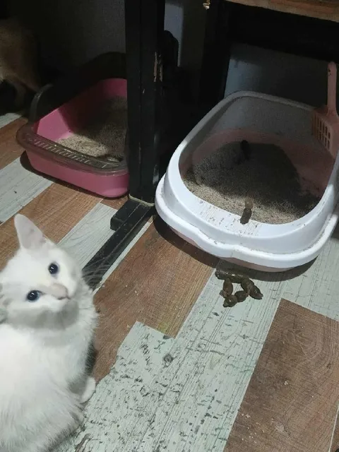 Котёнок и испорченный лоток