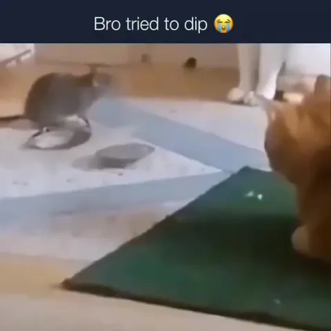 Rat Tries to Dip