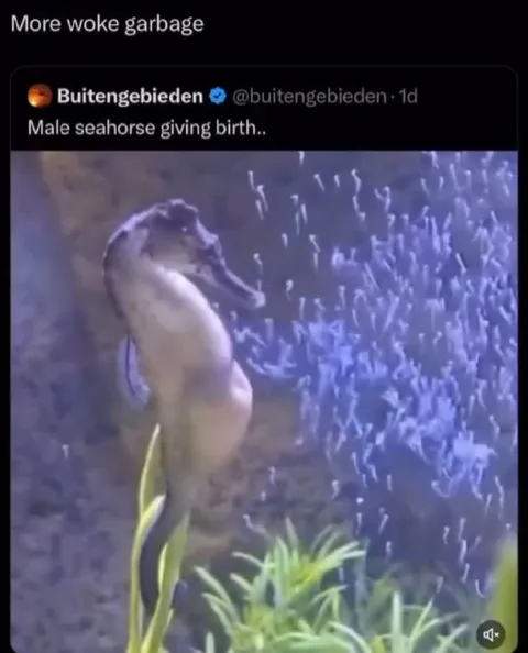 Male Seahorse Giving Birth