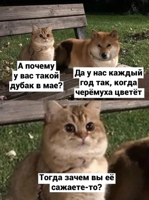 Зачем сажать черёмуху