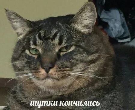 Шутки кончились кот