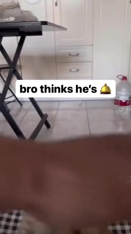 Cat Thinks He’s a Bell